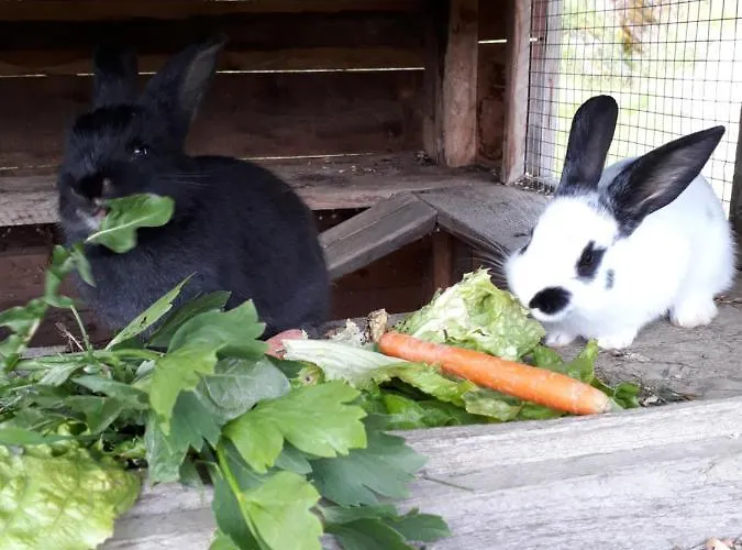 Ahornhuette سخلادميخ